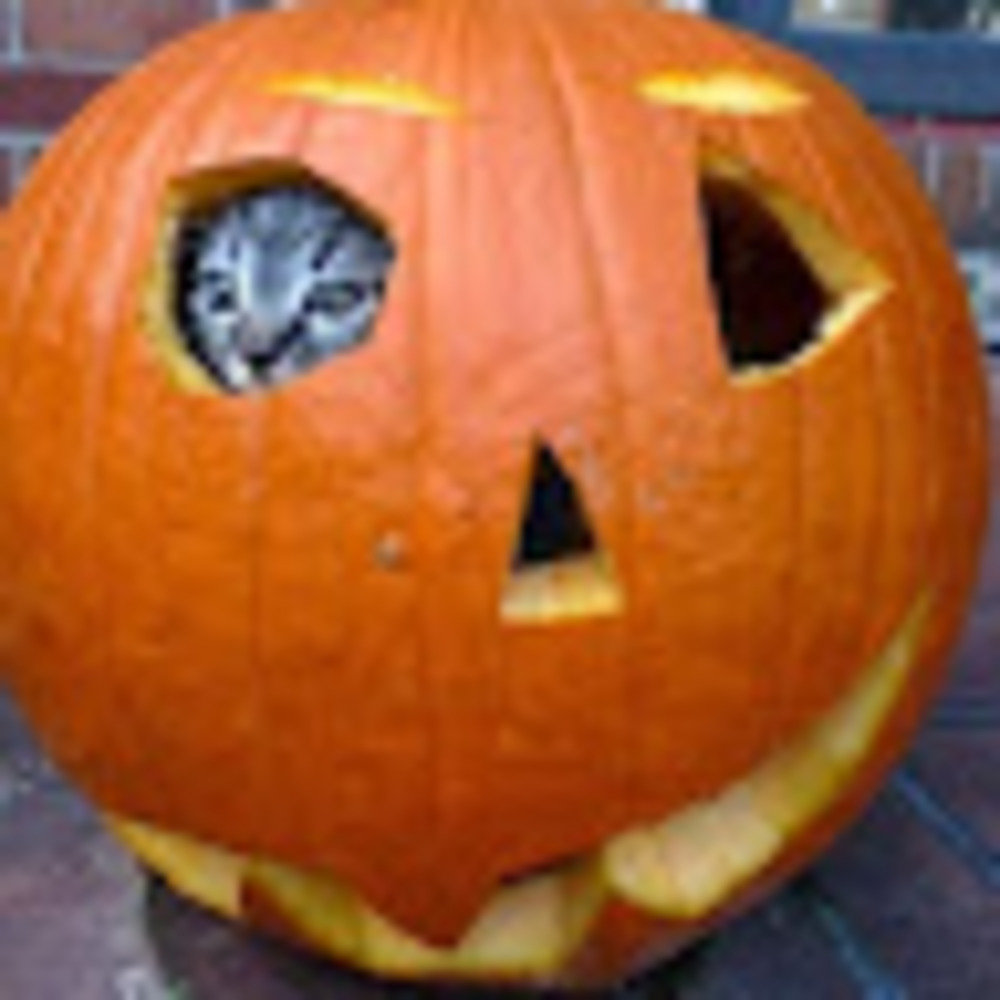 Meet your Posher, Andrewdelarock